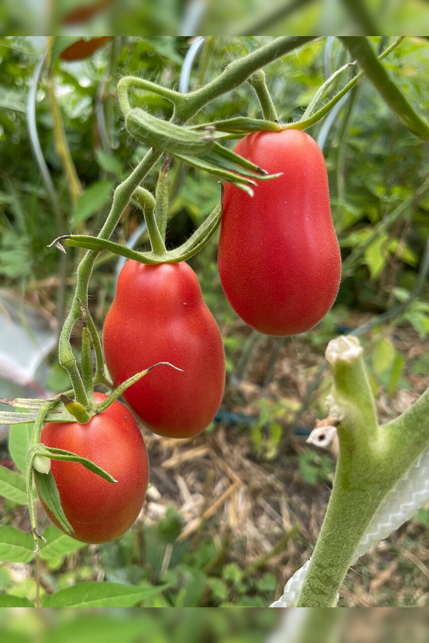 Tomate "Kaukasische Liane" - BIO-Tomatensorte [samenfest]