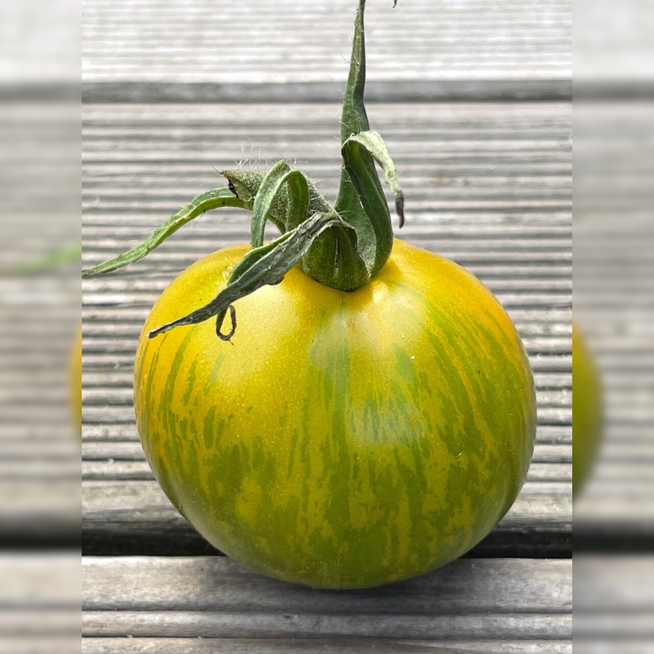 Tomate "Green Zebra" - BIO-Tomatensorte [samenfest]
