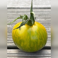 Tomate "Green Zebra" - BIO-Tomatensorte [samenfest]