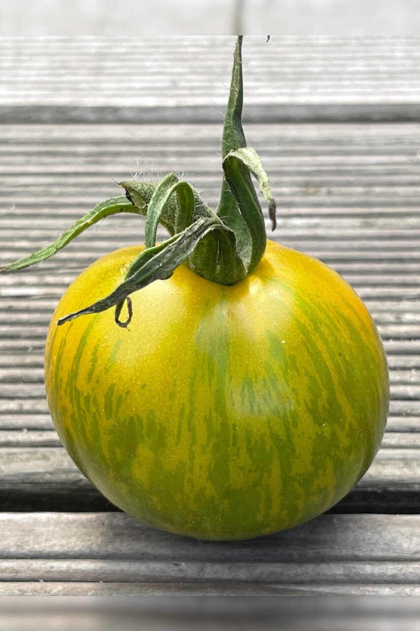 TOMATE GREEN ZEBRA AB