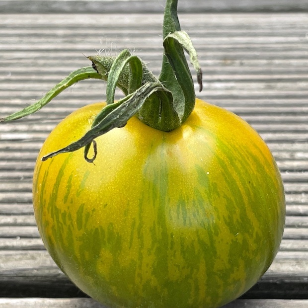 Tomate "Green Zebra" - BIO-Tomatensorte [samenfest]