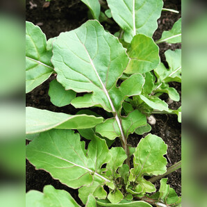 Salatrauke "Rucola" - BIO-Sorte [samenfest]