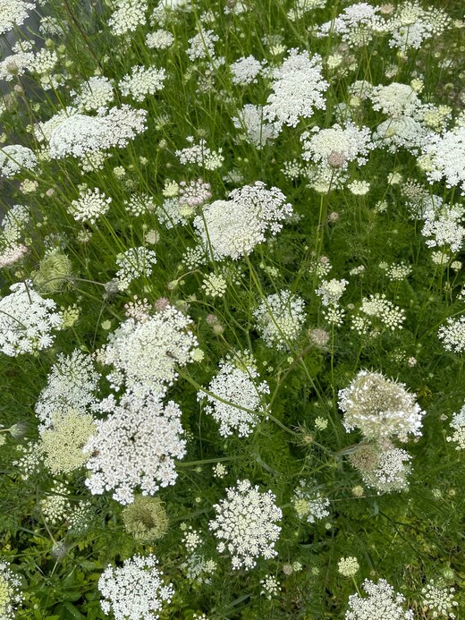 "wilde Möhre" - BIO-Blumensamen [samenfest]