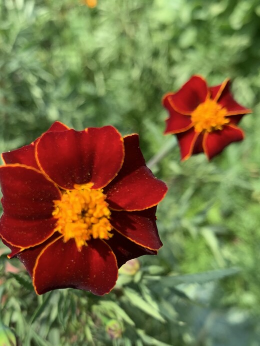 Blumensamen-Set "Gründüngung fürs Gemüsebeet" - 7 BIO-Sorten [samenfest]