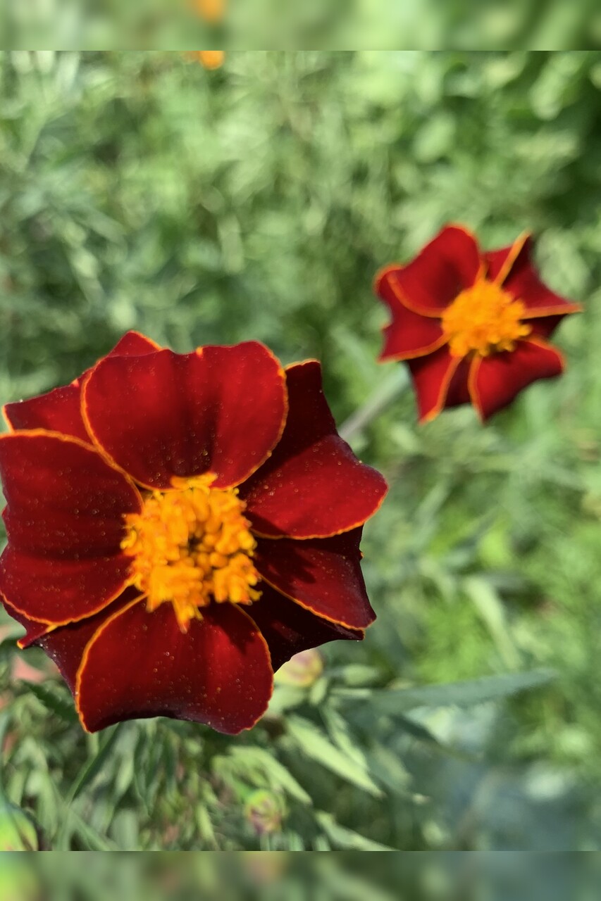 Blumensamen-Set "Gründüngung fürs Gemüsebeet" - 7 BIO-Sorten [samenfest]