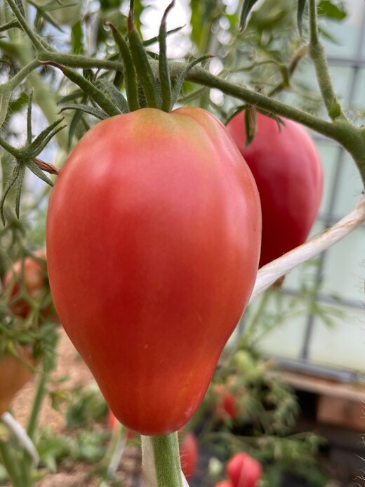 Tomaten-Set "historische Tomatensorten"- 4 BIO-Sorten [samenfest]