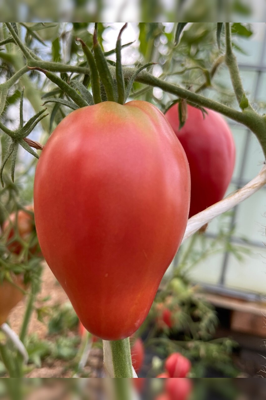 Tomaten Set "historische Tomatensorten"- 4 BIO-Sorten [samenfest]