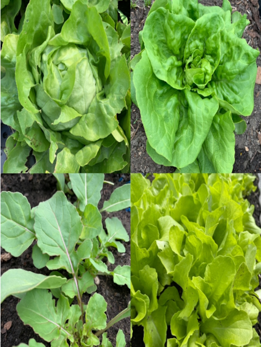 Gemüsesamen-Set „Gartensalat“ - 4 BIO-Sorten [samenfest]
