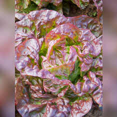 roter Kopfsalat "Merveille des quatre saisons" - BIO-Salatsamen (samenfest)