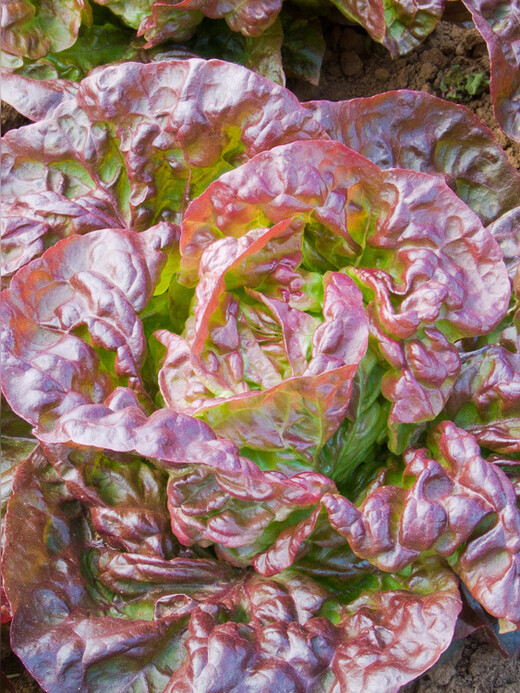 roter Kopfsalat "Merveille des quatre saisons" - BIO-Salatsamen (samenfest)