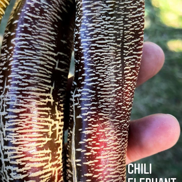 Chili Samen "Elefant" (samenfest & BIO)