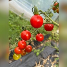Tomate "Dicks Cherry" - BIO-Tomatensorte [samenfest]