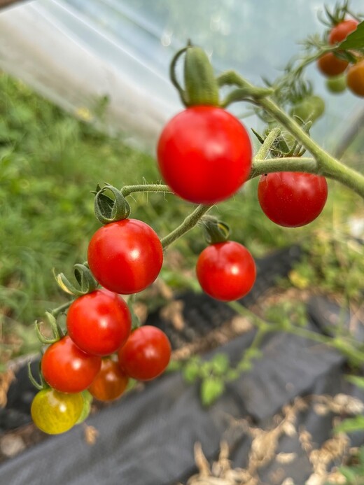 Tomate "Dicks Cherry" - BIO-Tomatensorte [samenfest]