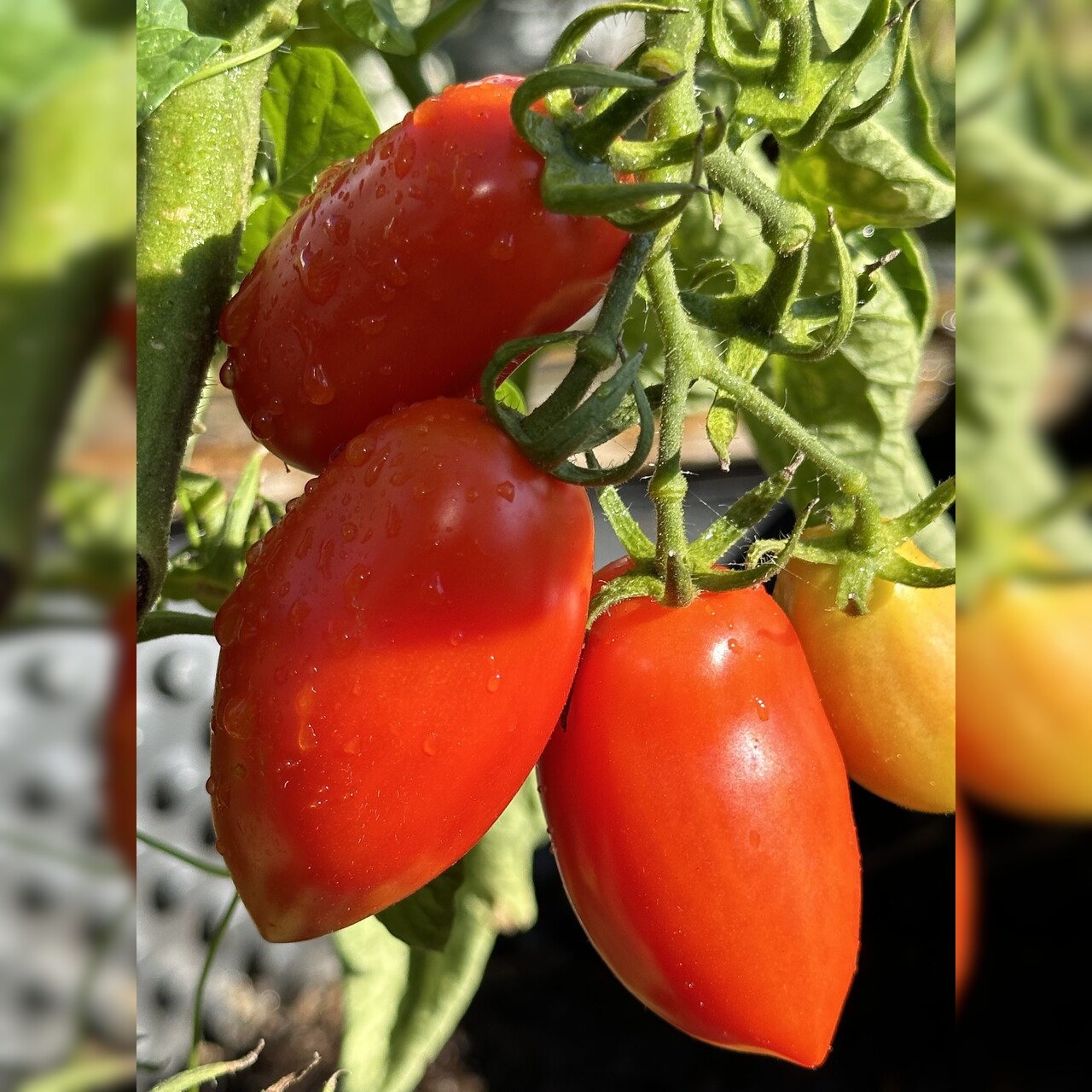 Tomate "San Marzano" - BIO-Flaschentomate [samenfest]