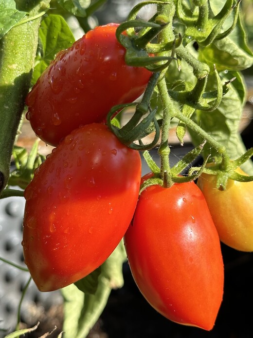 Tomate "San Marzano" - BIO-Flaschentomate [samenfest]