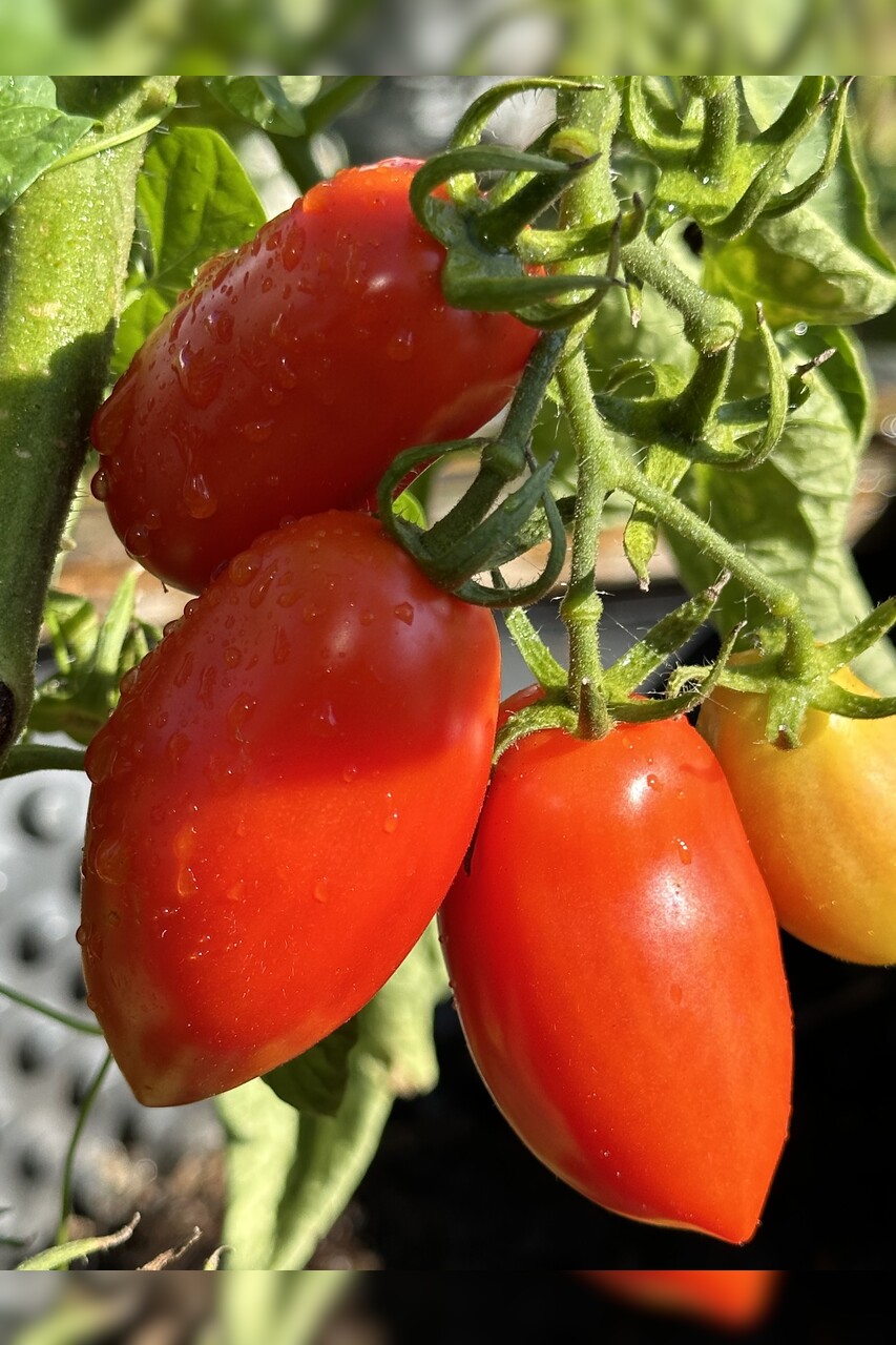 Tomate "San Marzano" - BIO-Flaschentomate [samenfest]