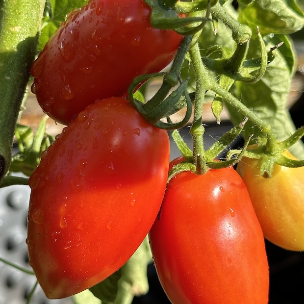 Tomate "San Marzano" - BIO-Flaschentomate [samenfest]