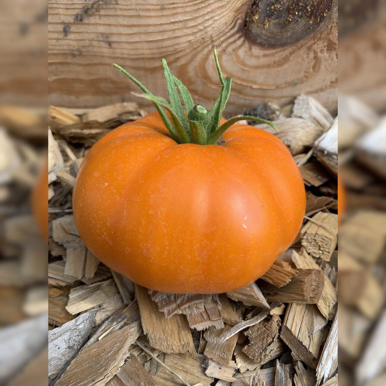 Tomate "Orange Queen" - BIO-Tomatensorte [samenfest]
