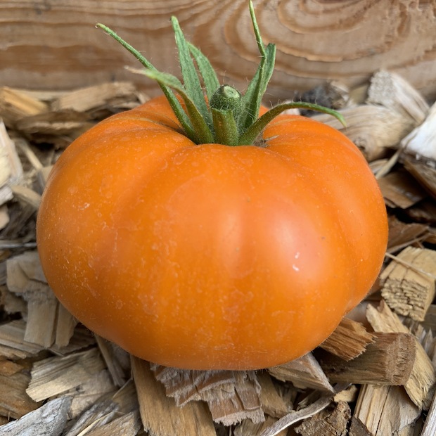 Tomate "Orange Queen" - BIO-Tomatensorte [samenfest]