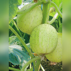 Zitronengurke „Limona“ - Bio-Freilandgurke (samenfest)