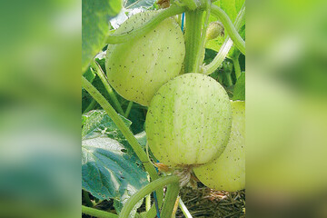 Zirtonengurke „Limona“ - Bio-Freilandgurke (samenfest)