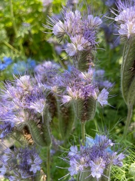 "Phacelia" -BIO-Blumensamen [samenfest]