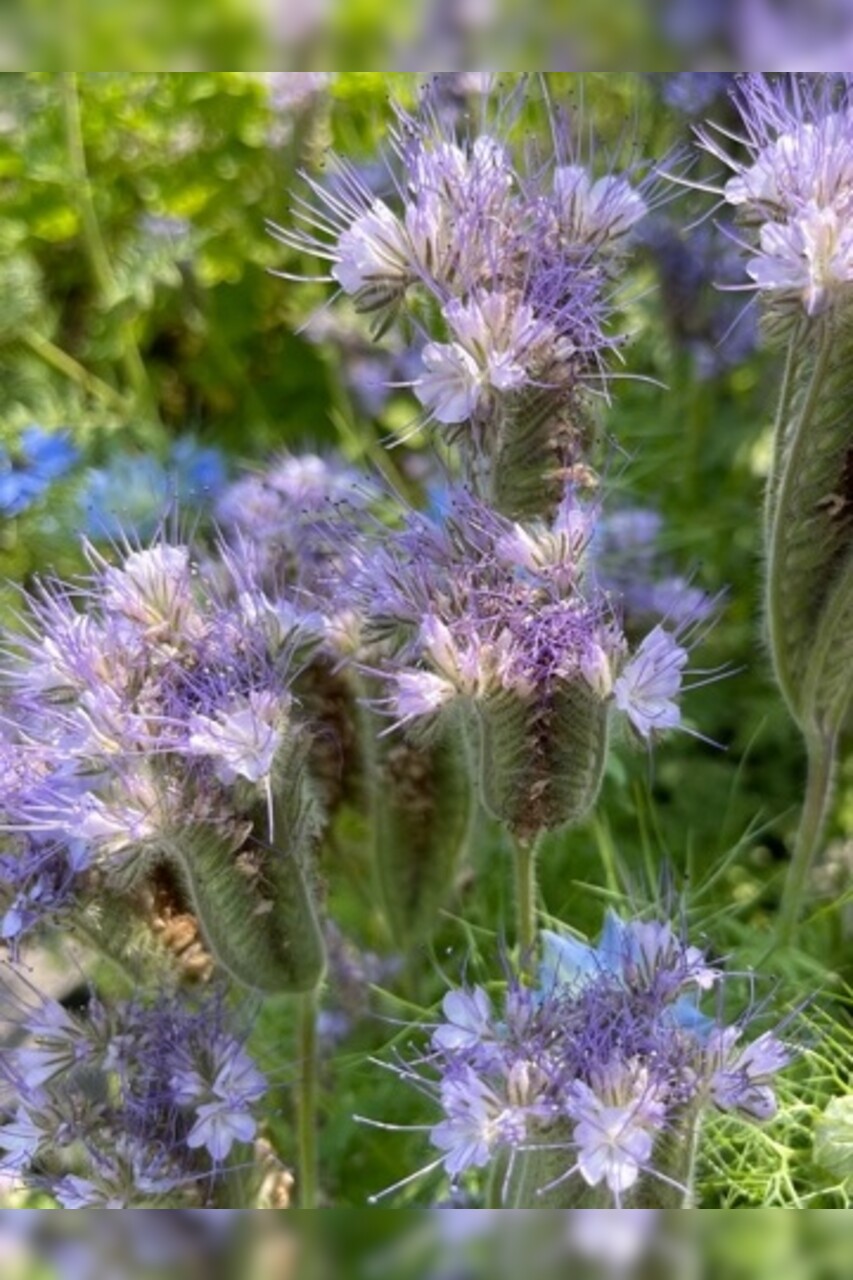 "Phacelia" -BIO-Blumensamen [samenfest]