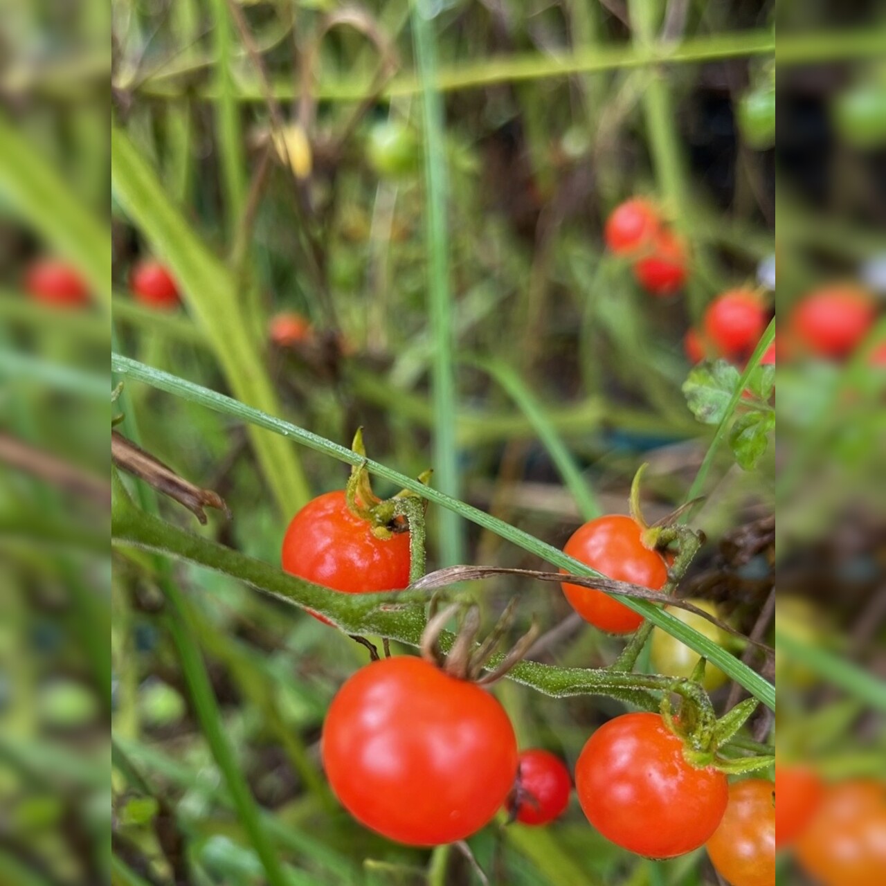 Tomate "Johannisbeertomate" - BIO-Tomatensorte (samenfest)