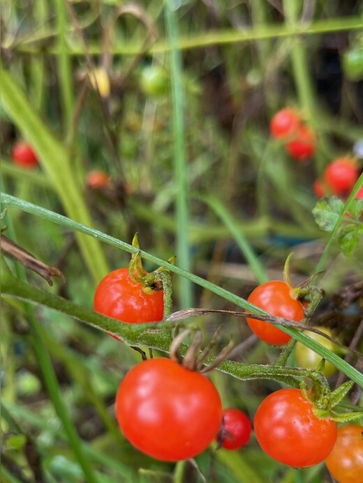 Tomate "Johannisbeertomate" - BIO-Tomatensorte (samenfest)