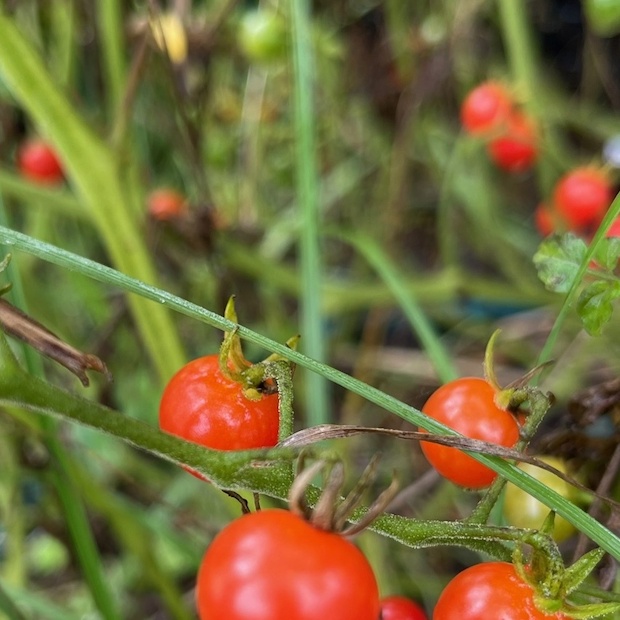 Tomate "Johannisbeertomate" - BIO-Tomatensorte (samenfest)