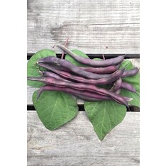 Stangenbohnen "Blauhilde" (samenfest & BIO)