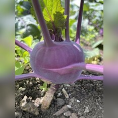 Kohlrabi lila "Azur Star" - BIO-Samen (samenfest & BIO)