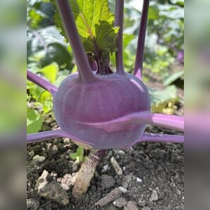 Kohlrabi lila "Azur Star" - BIO-Samen (samenfest & BIO)