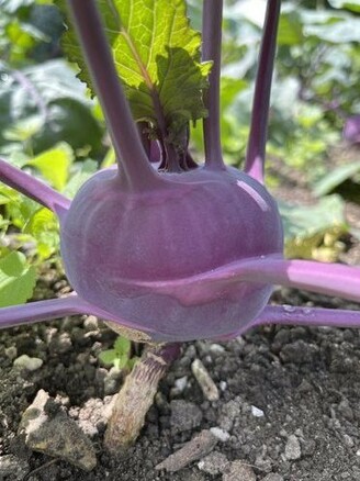 Lila Kohlrabi "Azur Star" - BIO-Samen (samenfest & BIO)