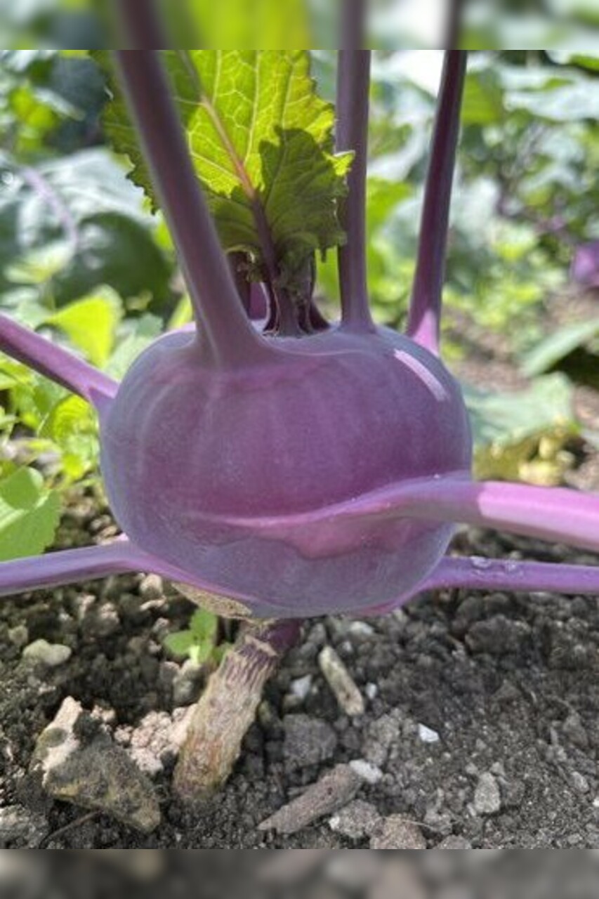 Lila Kohlrabi "Azur Star" - BIO-Samen (samenfest & BIO)