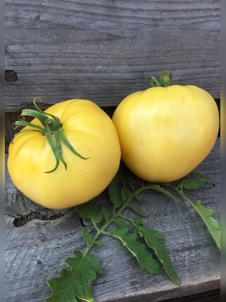 Tomate "Lemon Ochsenherz" - BIO-Tomatensorte [samenfest]