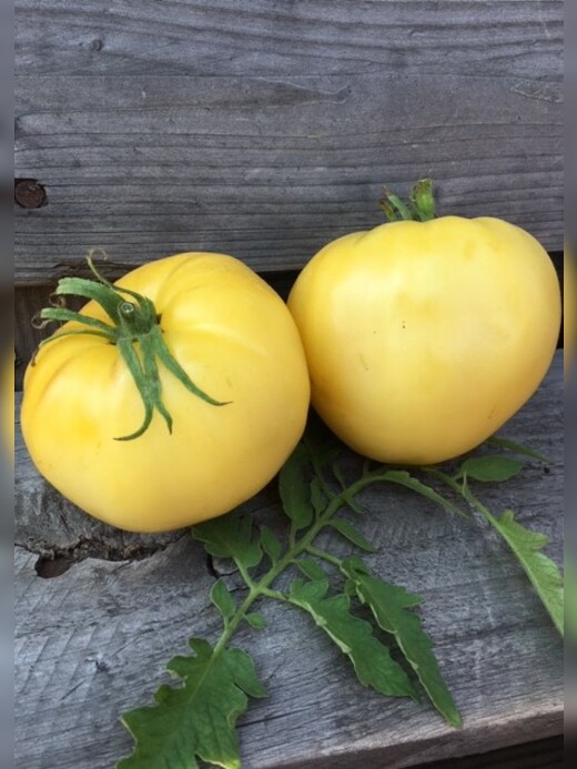 Tomate "Lemon Ochsenherz" - BIO-Tomatensorte [samenfest]