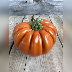 Tomate "Fleur de Reagir" - BIO-Tomatensorte [samenfest]