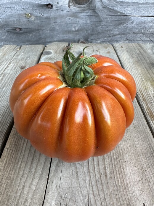 Tomate "Fleur de Reagir" - BIO-Tomatensorte [samenfest]