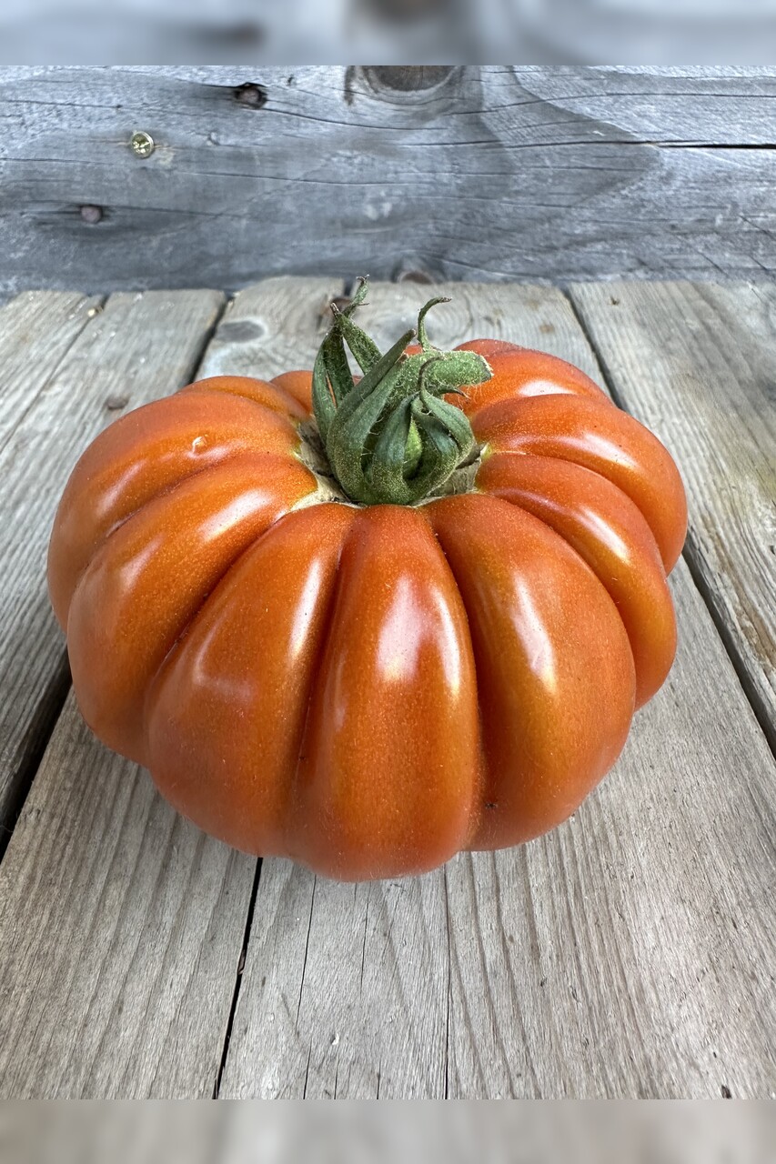 Tomate "Fleur de Reagir" - BIO-Tomatensorte [samenfest]