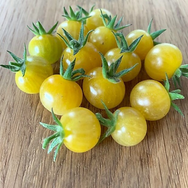 Tomate "Bianca" - BIO-Tomatensorte [samenfest]