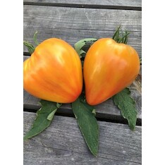 Tomate "Striped Oxheart" - BIO-Tomatensorte [samenfest]