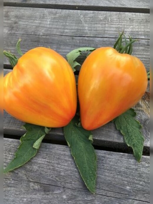 Tomate "Striped Oxheart" - BIO-Tomatensorte [samenfest]