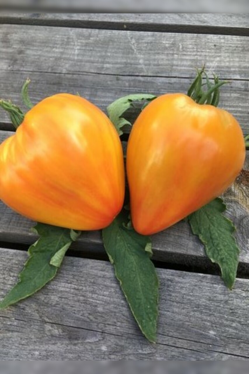 Tomate "Striped Oxheart" - BIO-Tomatensorte [samenfest]