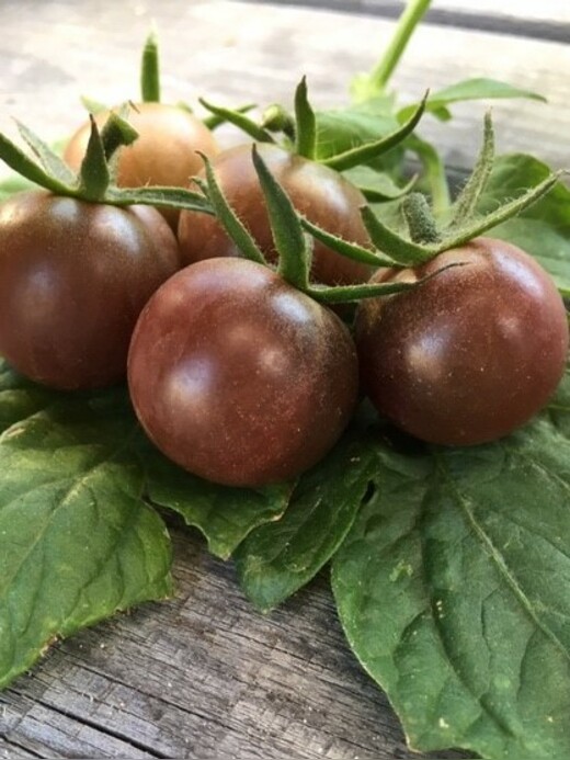 mittleres Tomaten-Set - 8 BIO-Tomatensorten [samenfest]