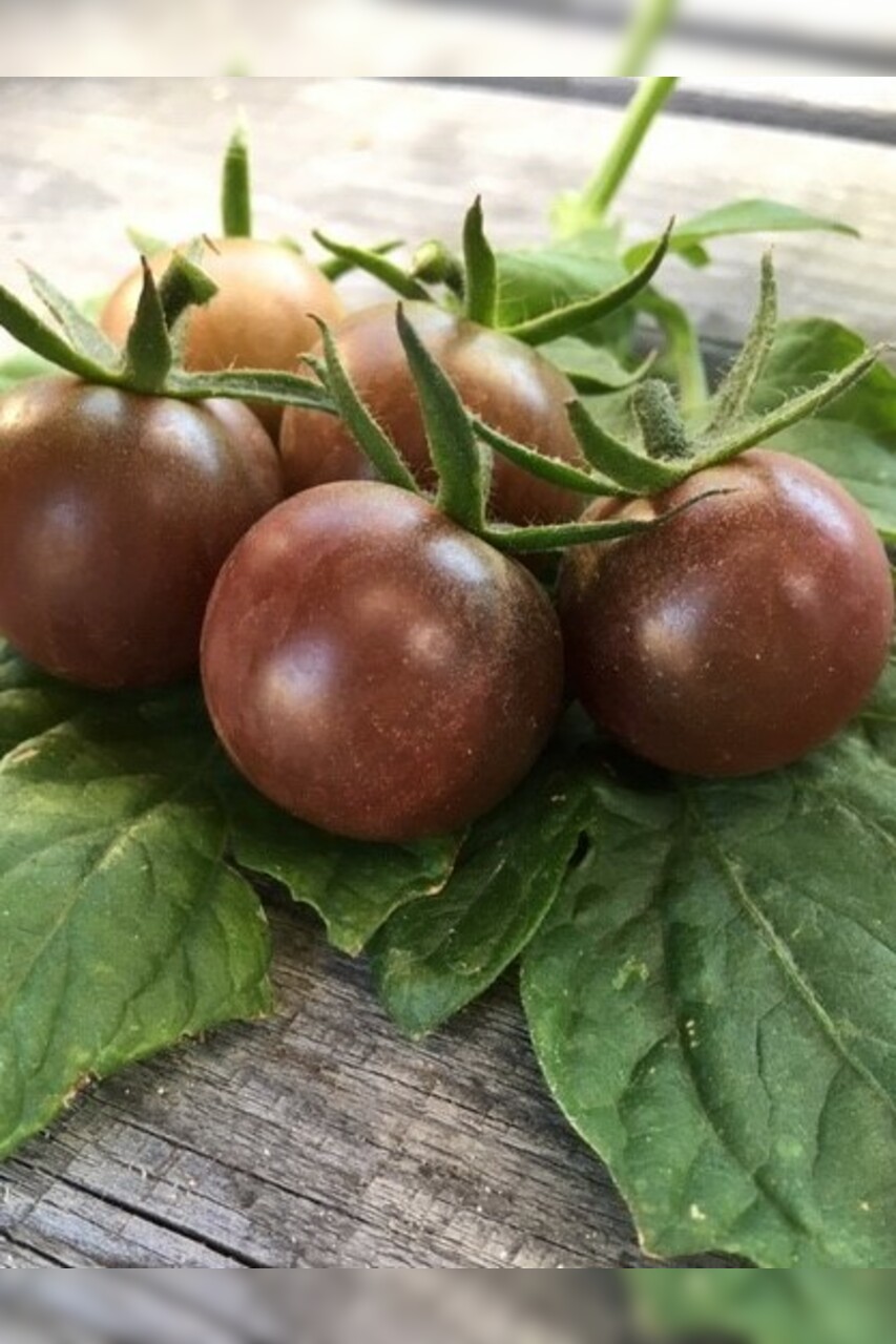 mittleres Tomaten-Set - 8 BIO-Tomatensorten [samenfest]