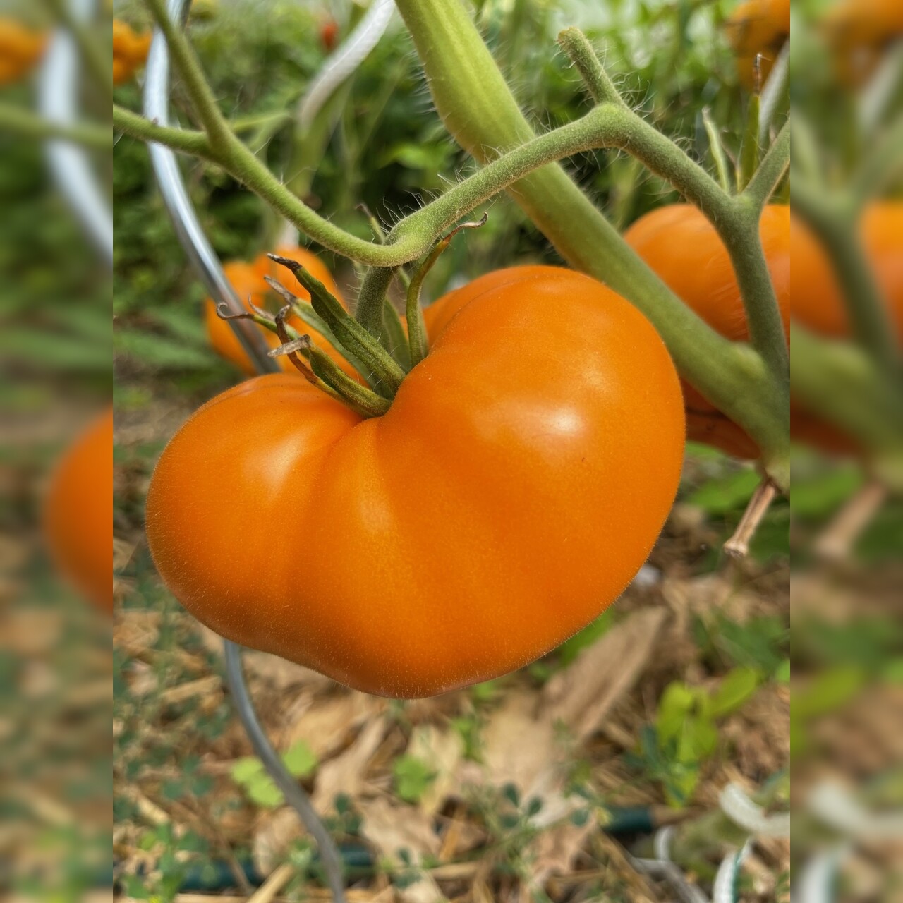 Tomate "Orange Queen" - BIO-Tomatensorte [samenfest]