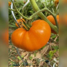 Tomate "Orange Queen" - BIO-Tomatensorte [samenfest]