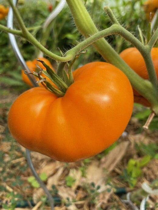 Tomate "Orange Queen" - BIO-Tomatensorte [samenfest]