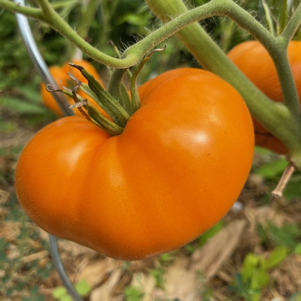 Tomate "Orange Queen" - BIO-Tomatensorte [samenfest]